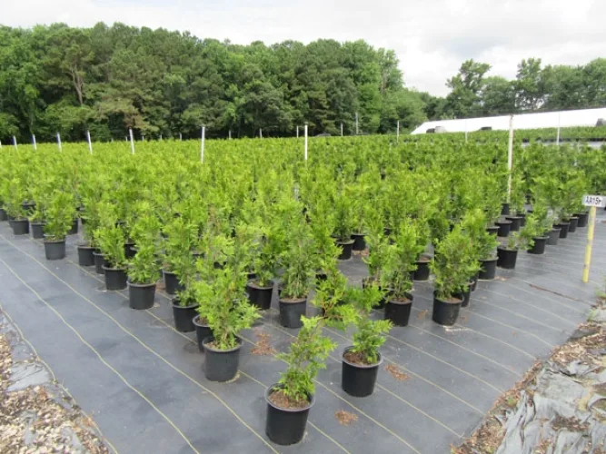 Photo #25 of GARDENS ALIVE FARMS - NC (EQUIPMENT AND LIVE PLANT INVENTORY) - 453 ACRE FARM SPECIALIZING IN SMALL FRUITS, GROUND COVERS, PERENNIALS AND ROSES, INCLUDING LARGE QUANTITY OF TRUCKS, TRAILERS & TRACTORS, JOHN DEERE & MASSEY FERGUSON TRACTORS, IRRIGATION