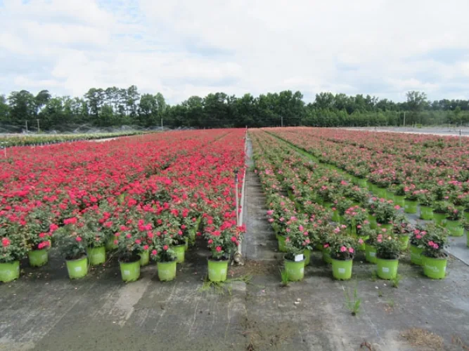 Photo #26 of GARDENS ALIVE FARMS - NC (EQUIPMENT AND LIVE PLANT INVENTORY) - 453 ACRE FARM SPECIALIZING IN SMALL FRUITS, GROUND COVERS, PERENNIALS AND ROSES, INCLUDING LARGE QUANTITY OF TRUCKS, TRAILERS & TRACTORS, JOHN DEERE & MASSEY FERGUSON TRACTORS, IRRIGATION