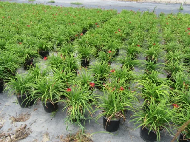 Photo #28 of GARDENS ALIVE FARMS - NC (EQUIPMENT AND LIVE PLANT INVENTORY) - 453 ACRE FARM SPECIALIZING IN SMALL FRUITS, GROUND COVERS, PERENNIALS AND ROSES, INCLUDING LARGE QUANTITY OF TRUCKS, TRAILERS & TRACTORS, JOHN DEERE & MASSEY FERGUSON TRACTORS, IRRIGATION