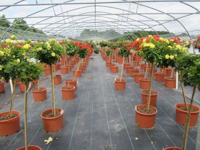 Photo #29 of GARDENS ALIVE FARMS - NC (EQUIPMENT AND LIVE PLANT INVENTORY) - 453 ACRE FARM SPECIALIZING IN SMALL FRUITS, GROUND COVERS, PERENNIALS AND ROSES, INCLUDING LARGE QUANTITY OF TRUCKS, TRAILERS & TRACTORS, JOHN DEERE & MASSEY FERGUSON TRACTORS, IRRIGATION