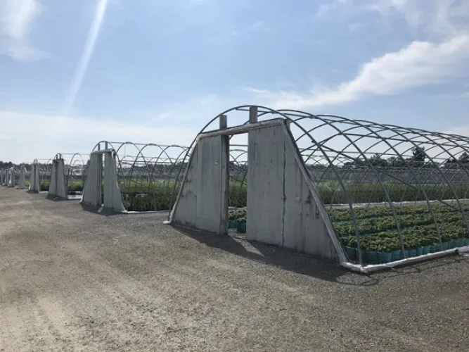Photo #3 of GARDENS ALIVE FARMS - MI (LIVE PLANT INVENTORY) - 1,250 ACRE FARM GROWING A DIVERSE PRODUCT ASSORTMENT OF CONTAINER AND IN-GROUND EVERGREEN AND DECIDUOUS MATERIAL (MIDEAST AND NORTHEAST MARKET MIX).