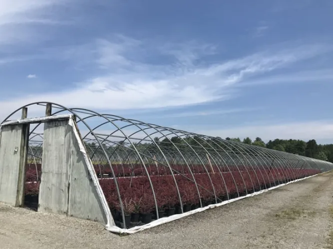 Photo #4 of GARDENS ALIVE FARMS - MI (LIVE PLANT INVENTORY) - 1,250 ACRE FARM GROWING A DIVERSE PRODUCT ASSORTMENT OF CONTAINER AND IN-GROUND EVERGREEN AND DECIDUOUS MATERIAL (MIDEAST AND NORTHEAST MARKET MIX).
