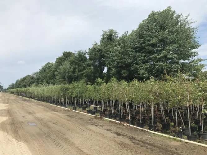 Photo #5 of GARDENS ALIVE FARMS - MI (LIVE PLANT INVENTORY) - 1,250 ACRE FARM GROWING A DIVERSE PRODUCT ASSORTMENT OF CONTAINER AND IN-GROUND EVERGREEN AND DECIDUOUS MATERIAL (MIDEAST AND NORTHEAST MARKET MIX).