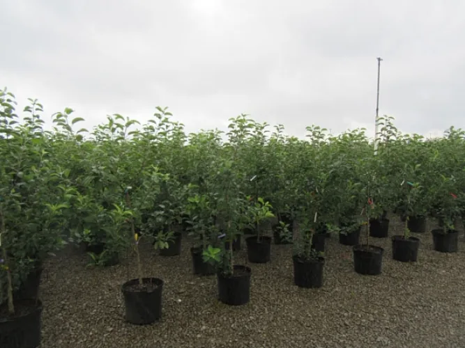 Photo #29 of GARDENS ALIVE FARMS - TN (EQUIPMENT) - EQUIPMENT AUCTION INCLUDES: LARGE QUANTITY OF JOHN DEERE TRACTORS, PICKUP TRUCKS, TRAILERS, WHEEL LOADERS, SKID STEERS, IRRIGATION EQUIPMENT, PUMPS, DUMP TRAILERS, WAGONS, GOLF CARTS & MUCH MORE