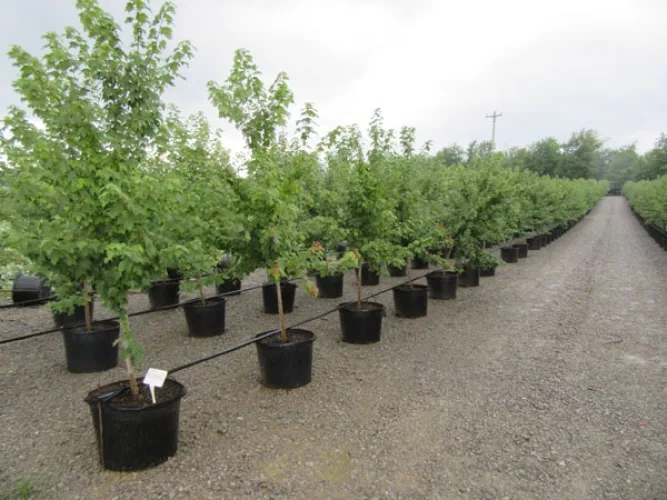 Photo #30 of GARDENS ALIVE FARMS - TN (EQUIPMENT) - EQUIPMENT AUCTION INCLUDES: LARGE QUANTITY OF JOHN DEERE TRACTORS, PICKUP TRUCKS, TRAILERS, WHEEL LOADERS, SKID STEERS, IRRIGATION EQUIPMENT, PUMPS, DUMP TRAILERS, WAGONS, GOLF CARTS & MUCH MORE