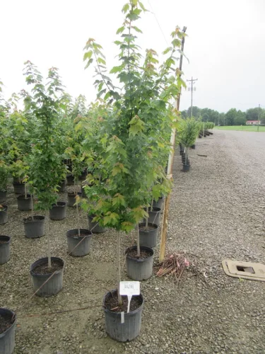 Photo #35 of GARDENS ALIVE FARMS - TN (EQUIPMENT) - EQUIPMENT AUCTION INCLUDES: LARGE QUANTITY OF JOHN DEERE TRACTORS, PICKUP TRUCKS, TRAILERS, WHEEL LOADERS, SKID STEERS, IRRIGATION EQUIPMENT, PUMPS, DUMP TRAILERS, WAGONS, GOLF CARTS & MUCH MORE