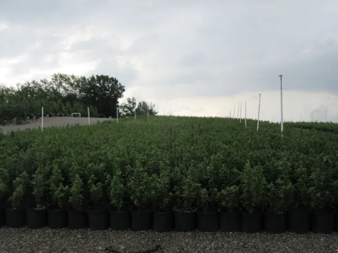 Photo #37 of GARDENS ALIVE FARMS - TN (EQUIPMENT) - EQUIPMENT AUCTION INCLUDES: LARGE QUANTITY OF JOHN DEERE TRACTORS, PICKUP TRUCKS, TRAILERS, WHEEL LOADERS, SKID STEERS, IRRIGATION EQUIPMENT, PUMPS, DUMP TRAILERS, WAGONS, GOLF CARTS & MUCH MORE